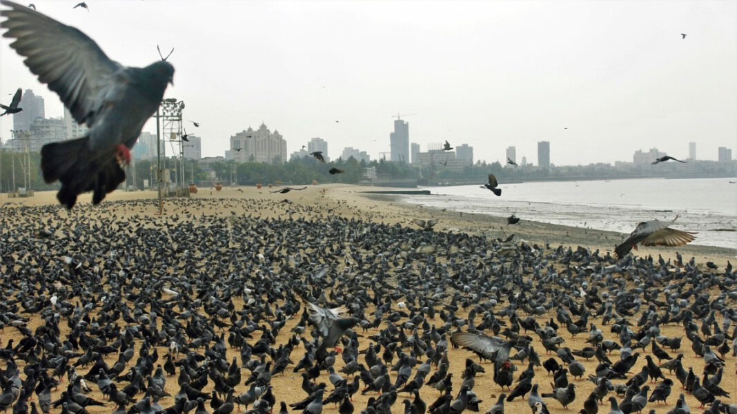 BMC Demolishes Kalachowki Kabutar Khana Under Drive To Remove Pigeon Feeding Spots