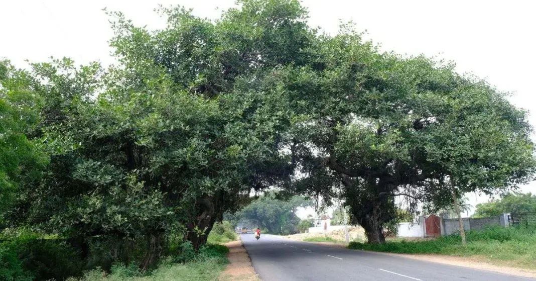 Hyderabad Tribunal Approves Revised Highway Plan Saving 765 Historic Chevella Banyan Trees