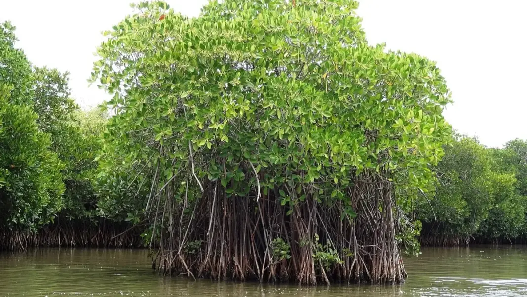 Mumbai’s first mangrove park set for debut