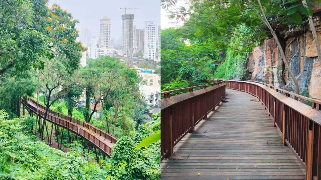 Mumbai To Host Tree Heritage Walk At Malabar Hill December 14 Showcase Legacy