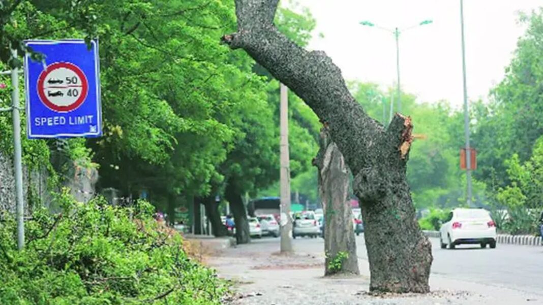 Maharashtra Govt Approves Tree Felling For Eastern Freeway Expansion