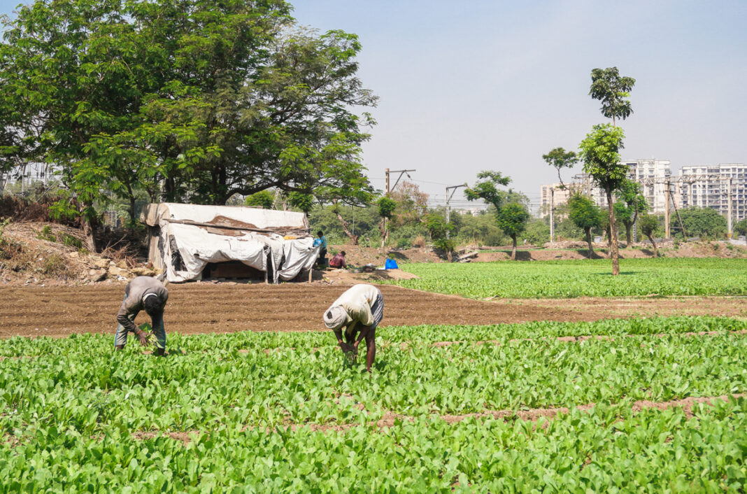 Maharashtra Unseasonal Rain Impacts Agriculture And Cities
