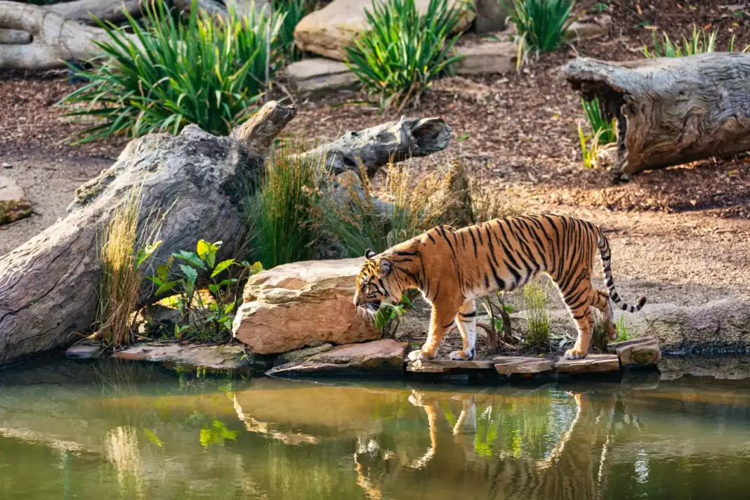 West Bengal Installs Smart Gear To Protect Sundarbans Tiger Habitats