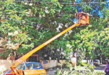 Chennai GCC Tightens Rules On Urban Tree Cutting