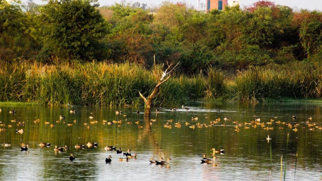 Hyderabad Lake Protection Case Tightens Oversight