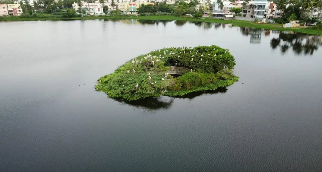 Chennai Wetlands Revival Draws Lessons From History