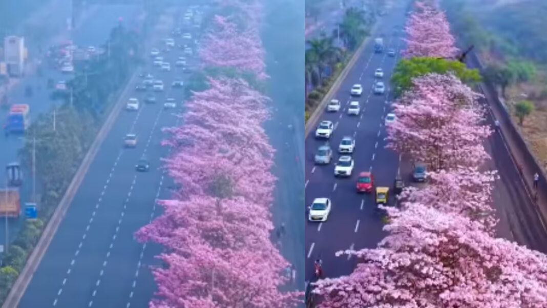 Mumbais Pink Flowering Trees Face Removal For Road Project