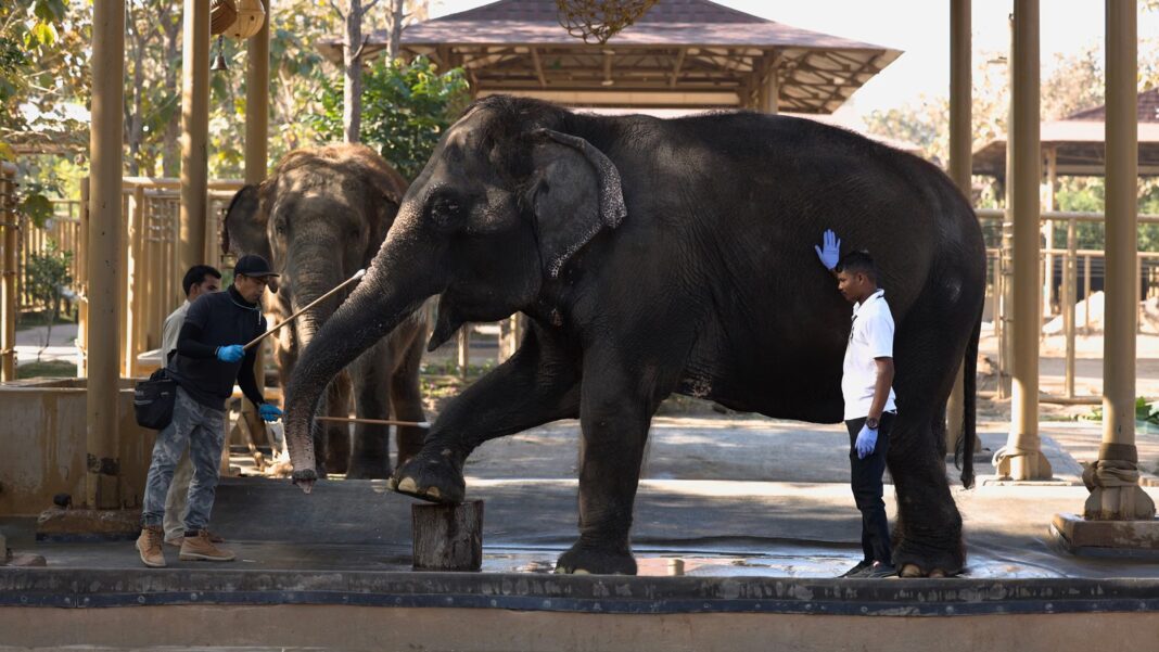 Ahmedabad Expands Urban Animal Care Infrastructure
