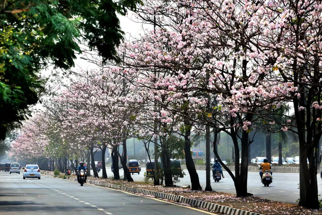 Mumbai Roads Turn Pink With Seasonal Blooms
