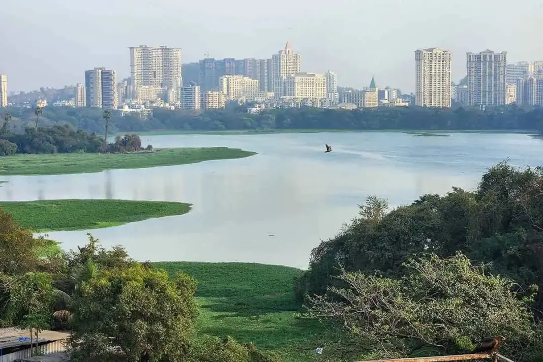 Powai Lake Restoration Underway With Green Safeguards
