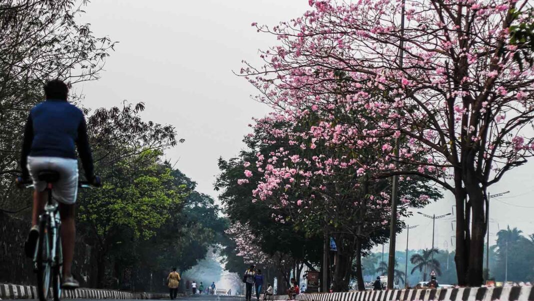 Mumbai Eastern Express Highway Blossoms With Pink Canopy