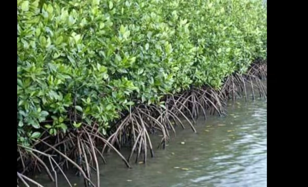 Mumbai Contractor Penalised Over Mangrove Zone Breach