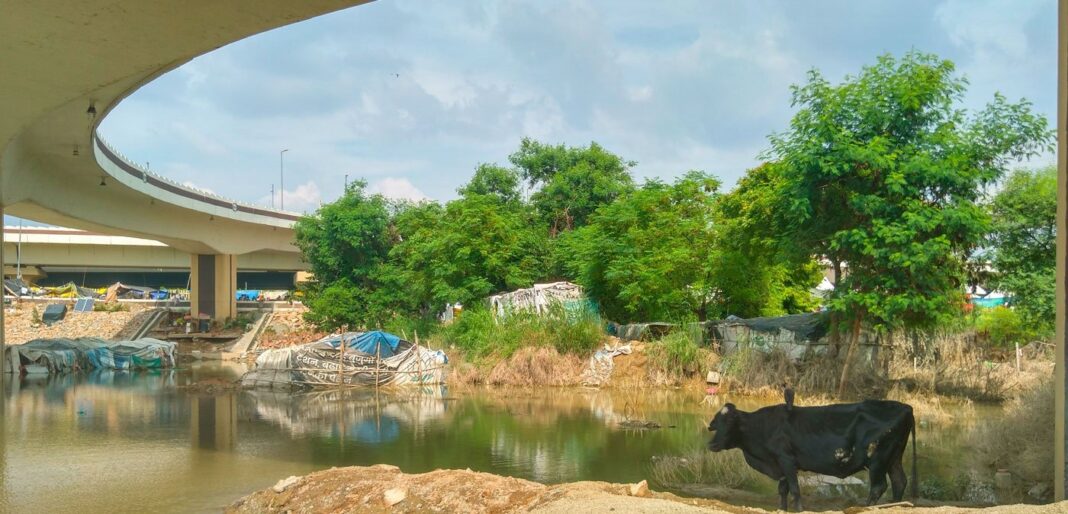 Delhi Agencies Face Notice Over Floodplain Dairy Farms