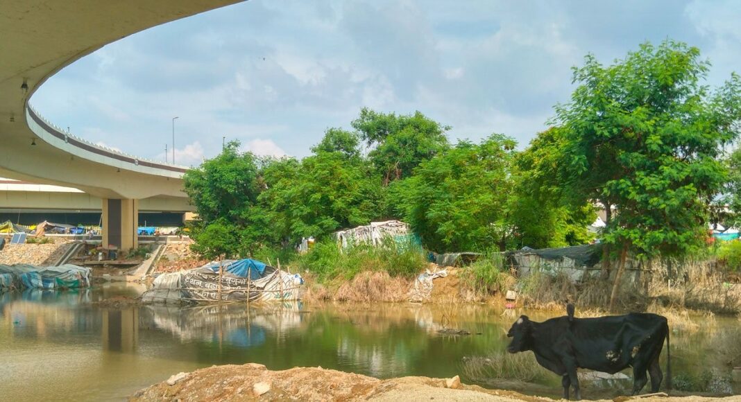 Delhi Agencies Face Notice Over Floodplain Dairy Farms