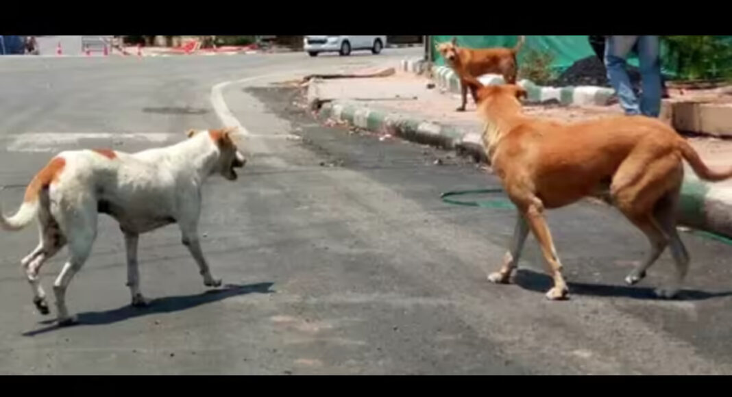 BMC Action On Pet Waste Boards Sparks Resident Backlash