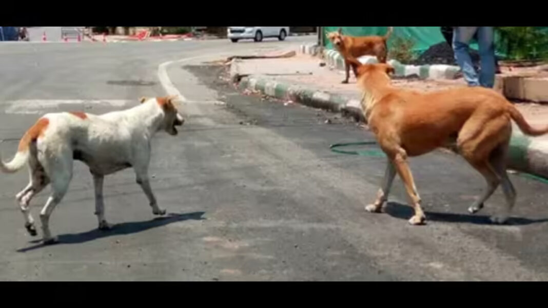 BMC Action On Pet Waste Boards Sparks Resident Backlash