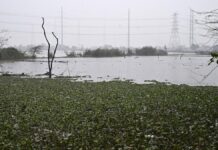 Delhi Tikri Khurd Lake Project Boosts Urban Ecology