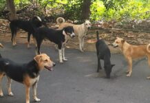 Mumbai Prepares Dedicated Facility To Manage Stray Dog Population