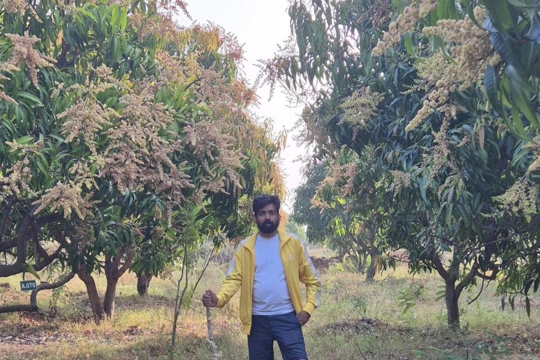 Kochi agri startup leases mango trees