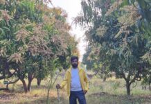 Kochi agri startup leases mango trees