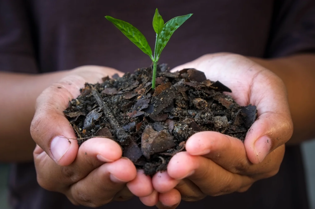 Delhi Carbon Garden Offers Compact Climate Solution