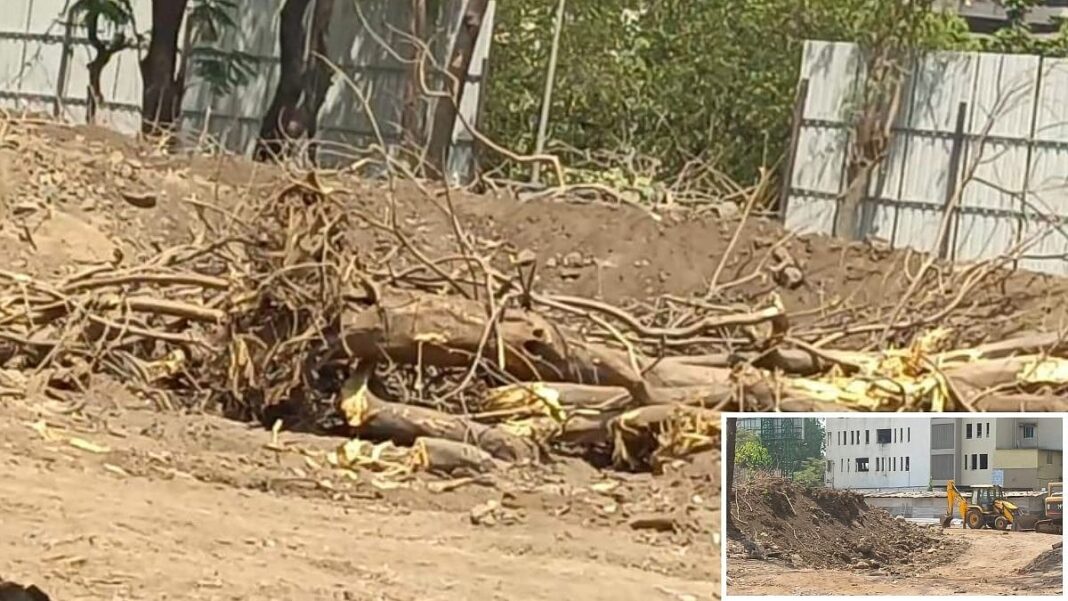 NMMC Launches Probe Into Illegal Tree Felling In Ghansoli After Complaints