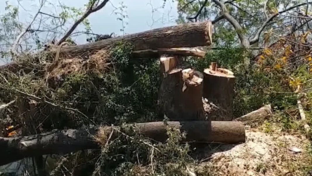 BMC Cuts Over 12000 Trees Removes Risk Prone Ones
