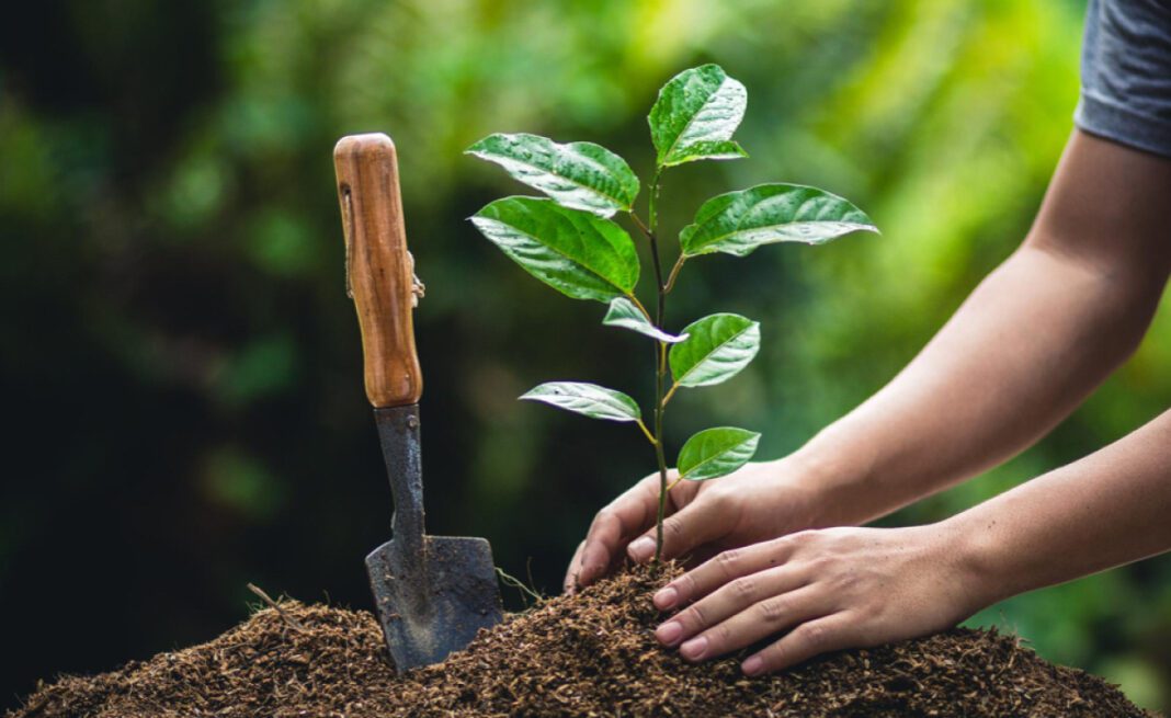 Maharashtra Signs Pact For Large Scale Tree Plantation