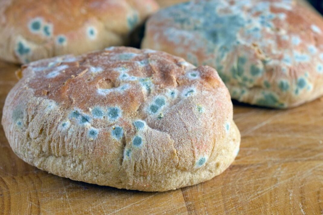 Ahmedabad Food Safety Alert After Contaminated Bread Case