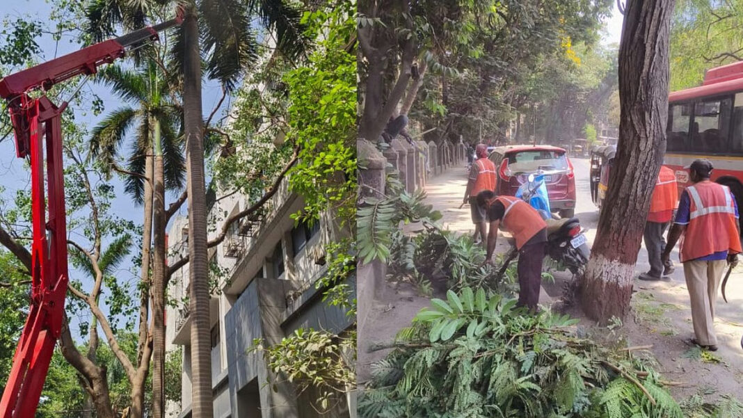Mumbai Tree Pruning Push Ahead Of Monsoon Risks