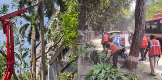 Mumbai Tree Pruning Push Ahead Of Monsoon Risks Mumbai Tree Pruning Push Ahead Of Monsoon Risks