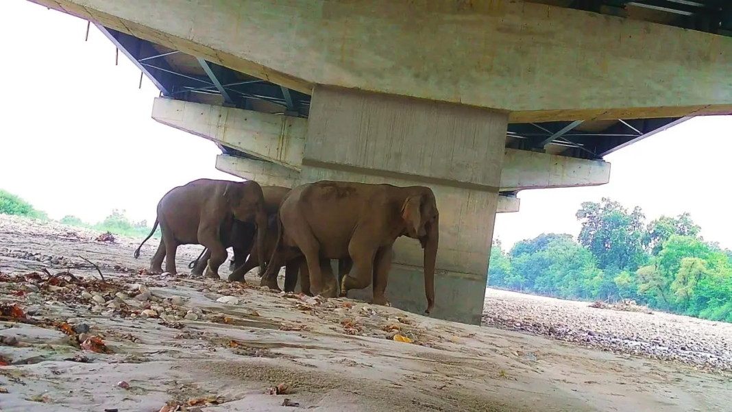 Delhi Dehradun Corridor Wildlife Underpasses Support Biodiversity