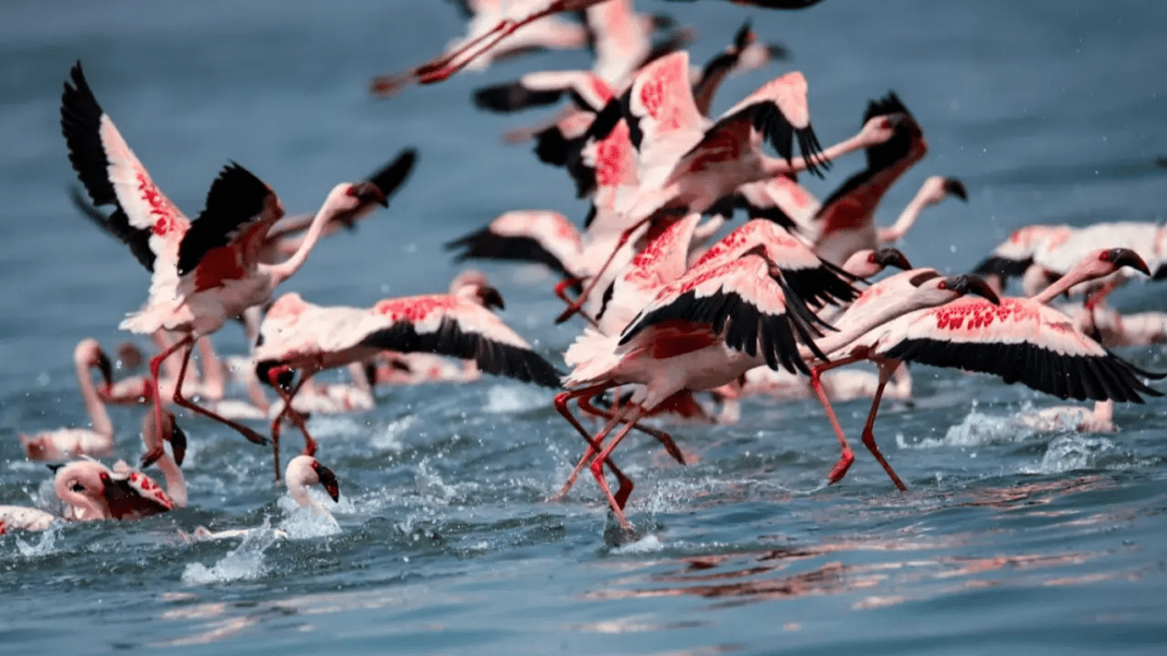 Mumbai Region Records Delayed Flamingo Migration Season