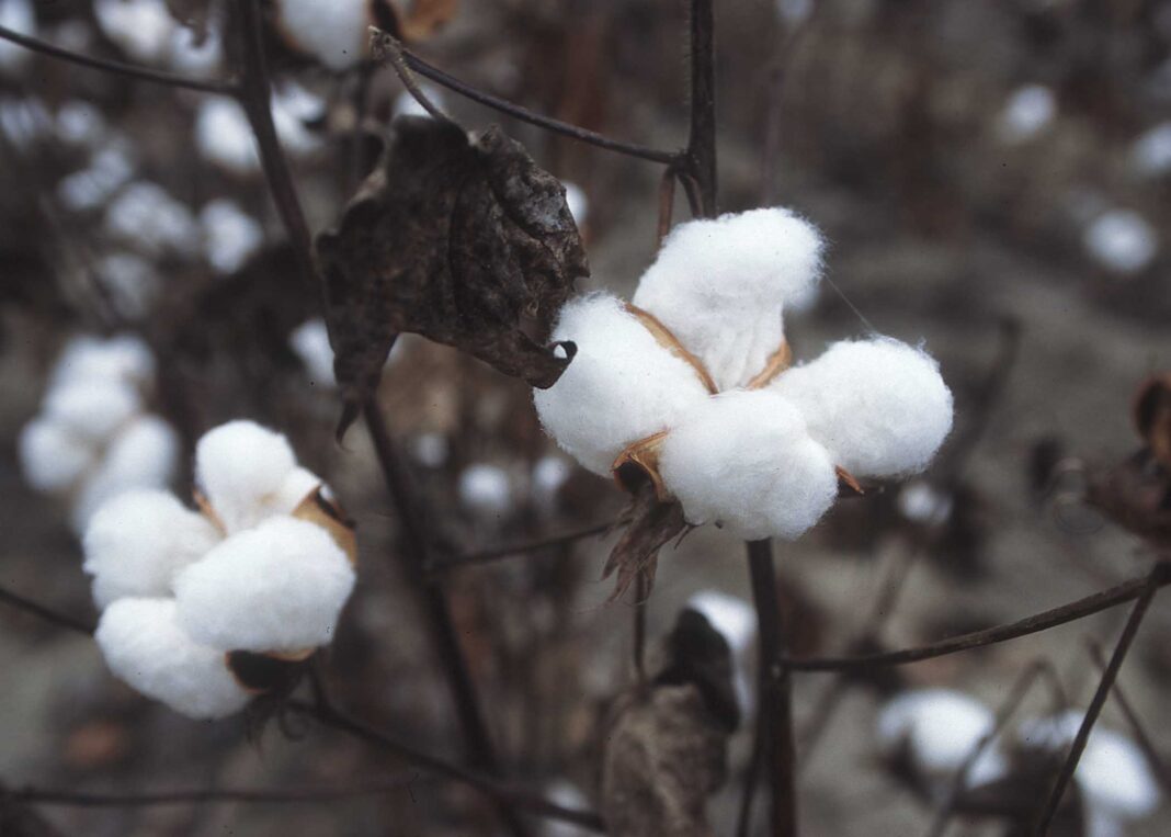 Indore Cotton Supply Dip Hits Ginning Units