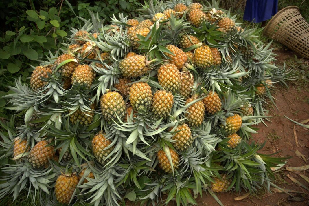 Bengaluru Gets Meghalaya Pineapples Through New Supply Chain