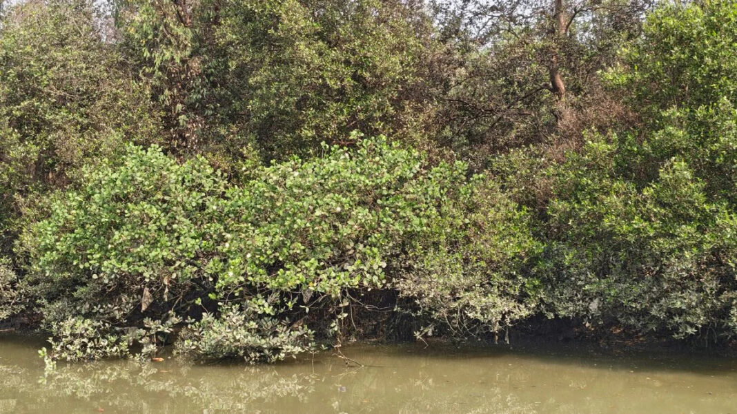 Mumbai Mangrove Clearance Raises Ecological Accountability