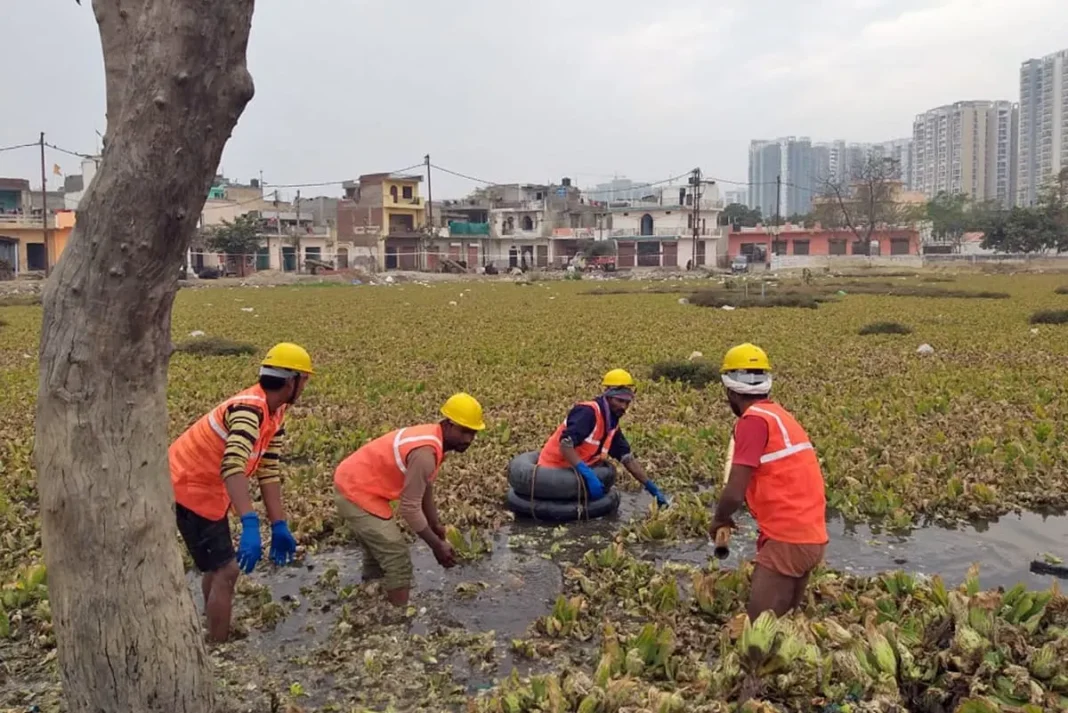 Noida Wetlands Need Stronger Protection As City Grows