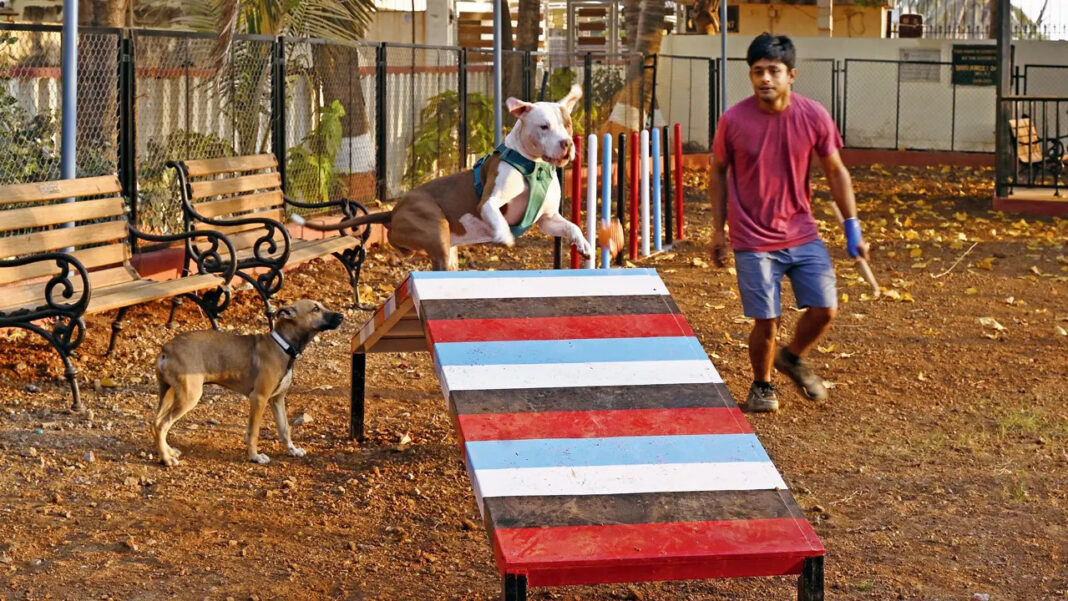 BMC Pet Parks Could Reshape Public Spaces