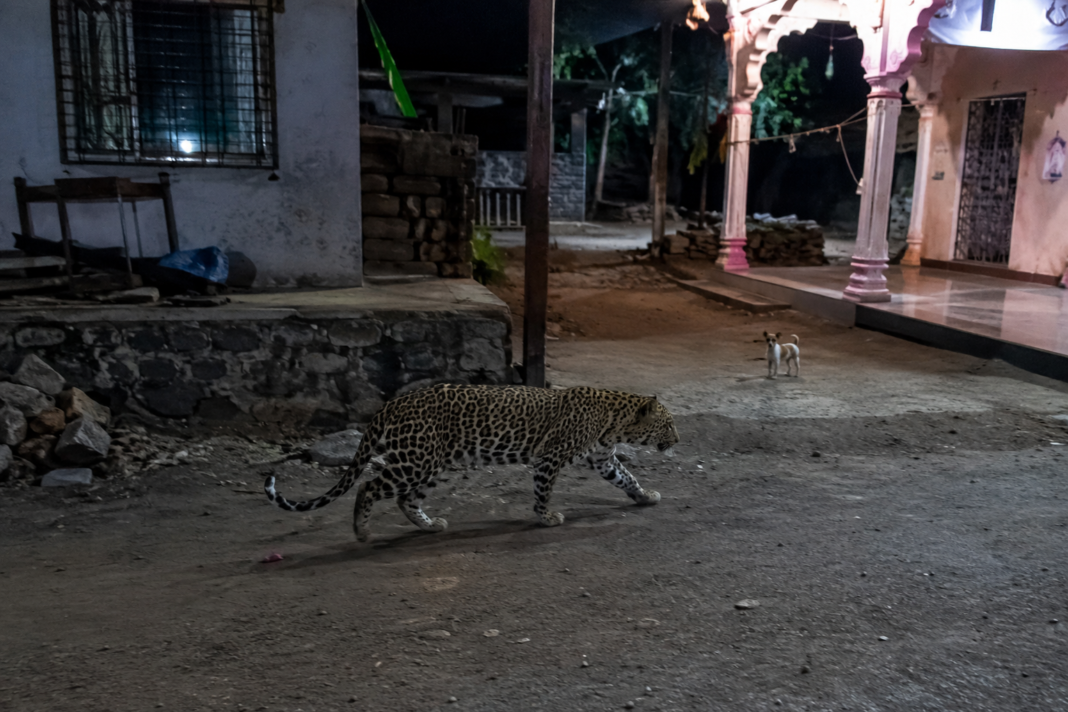 Palghar CCTV Shows Leopard Release Puppy Without Injury