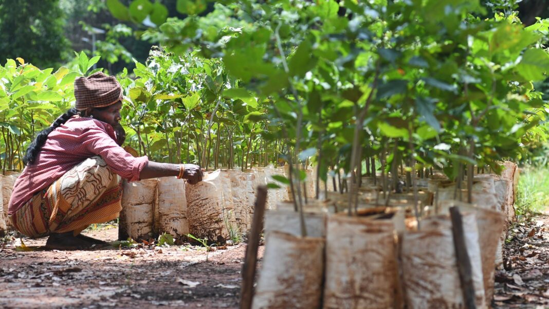 Bengaluru Sapling Drive Raises Questions On Survival