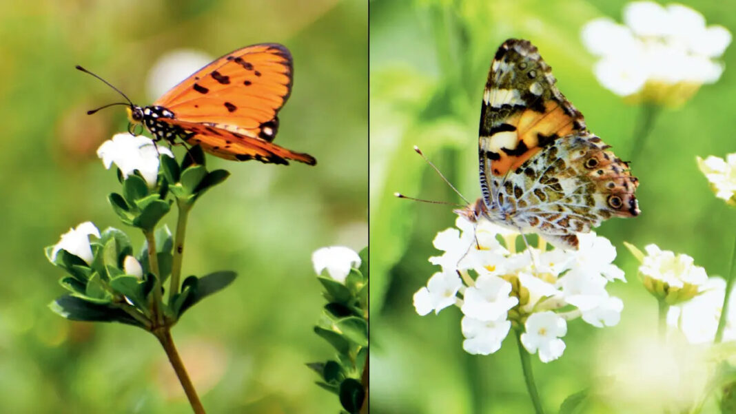 Hanging Garden Mumbai to Join Global Butterfly Science Programme