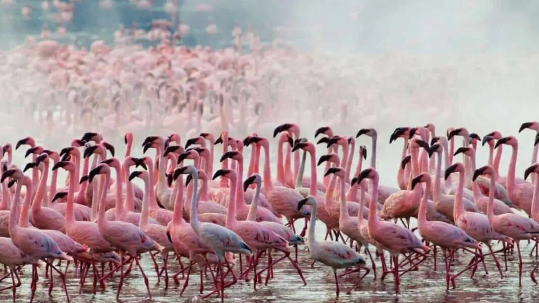 Maharashtra Links Bird Conservation With AI Technology