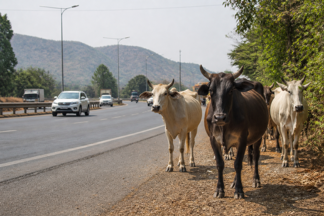 Stray cattle near a highway in Palghar, where authorities are planning a capture drive to reduce road accidents