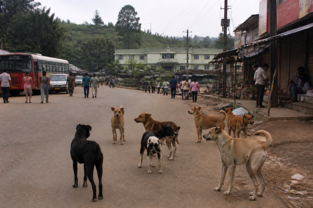 Stray dogs near a public road in Soraba, Karnataka, amid rising dog-bite cases