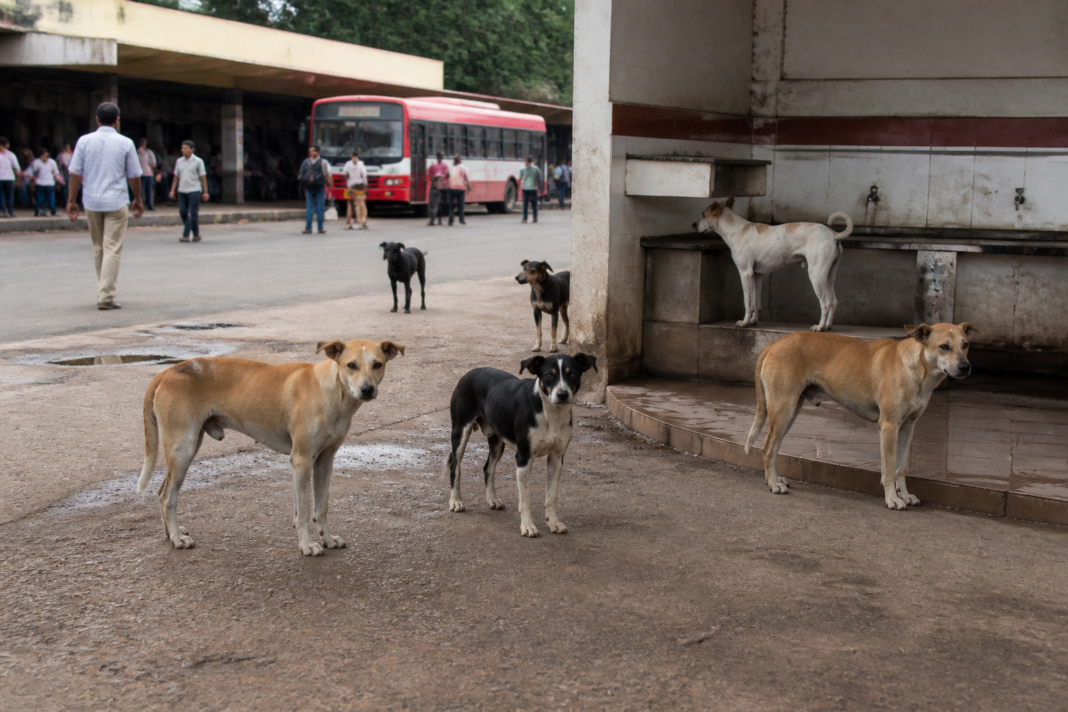 Stray dogs near a roadside public facility in Sorab, Karnataka, amid rising Sorab dog bite cases