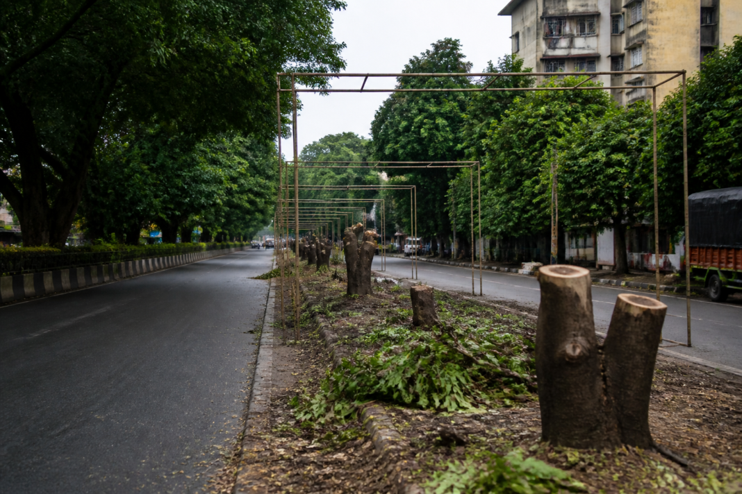 Trees along a Virar West road after reported trimming ahead of Ganeshotsav in Vasai-Virar