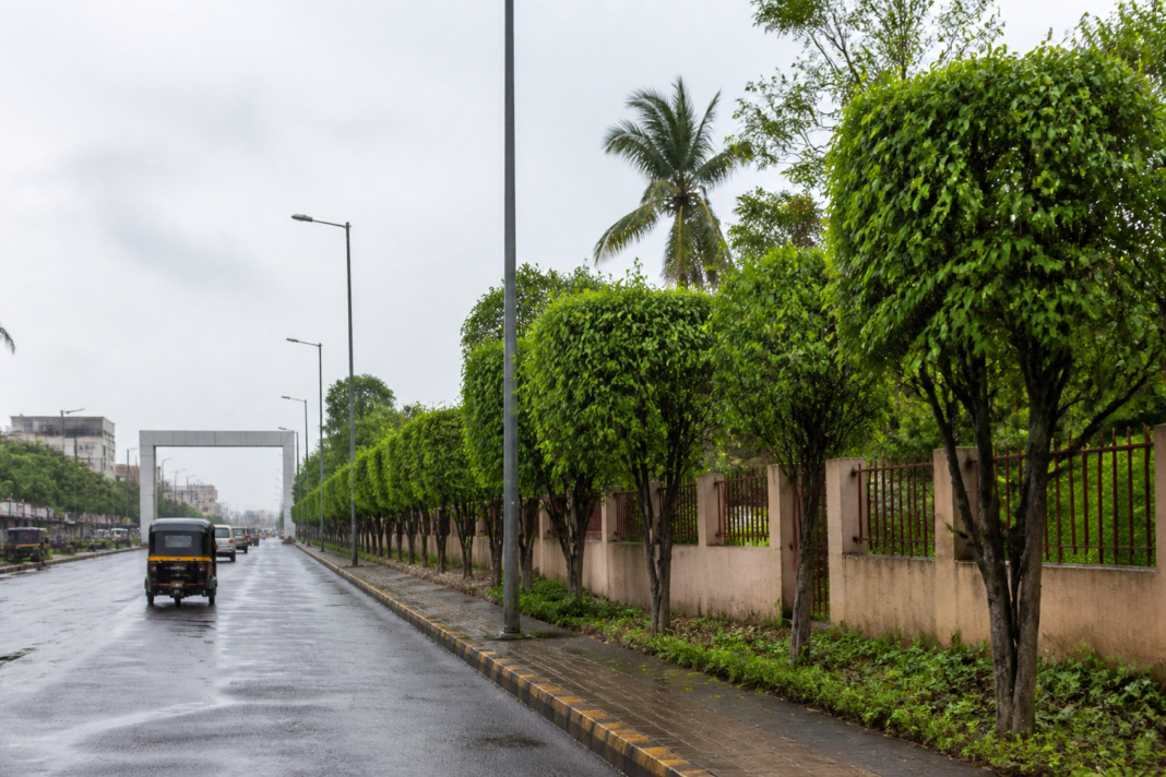 Recently trimmed roadside trees along a Virar West street in Vasai-Virar ahead of Ganesh festival preparations