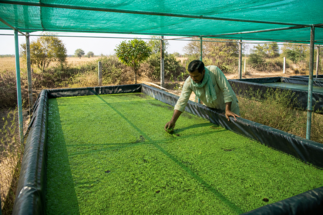 Azolla cultivation unit growing green aquatic fodder in a shaded HDPE bed on a Karnataka farm