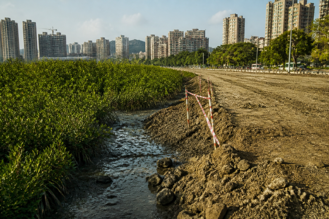 Mangrove vegetation and urban land near Thane's Saket ground, the subject of an NGT order stopping filling work
