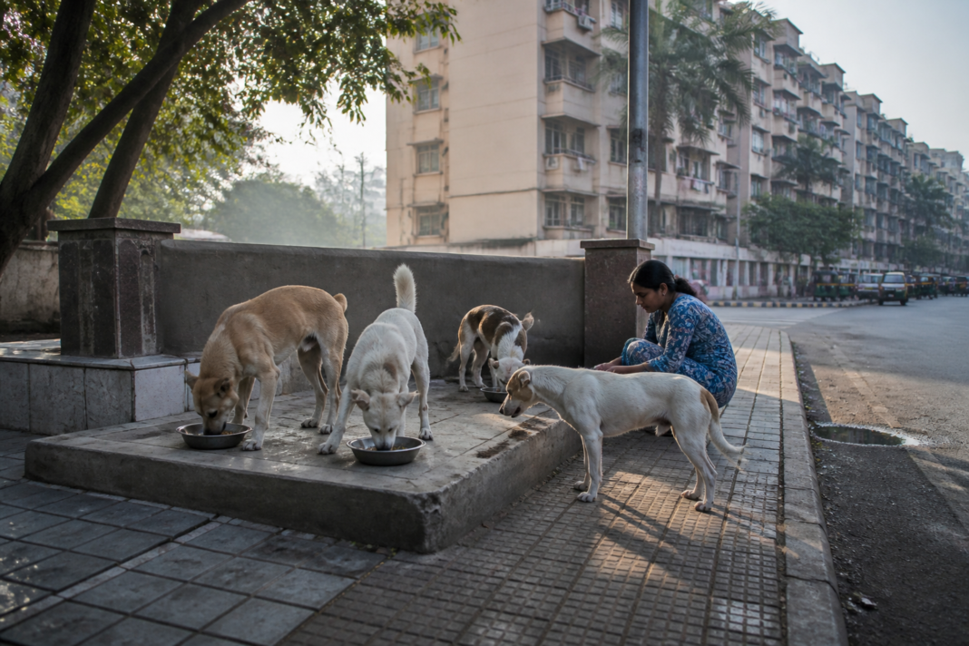 Municipal stray dog feeding centre in Mira-Bhayandar illustrating the city’s stray dog management challenge